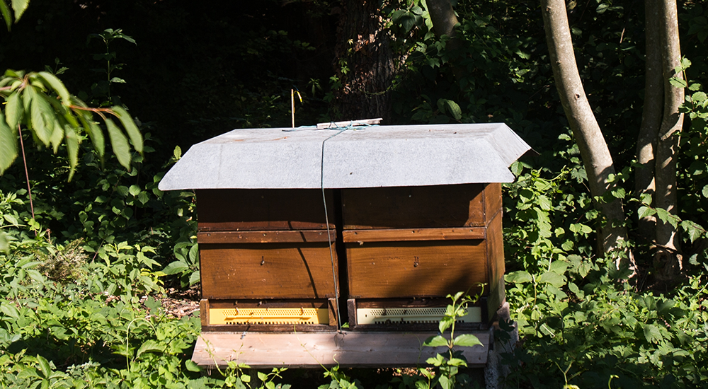 FPÖ-KO Mahr und VP-KO Kirchmayr: Regelung für Bienen im Wohngebiet auf Schiene