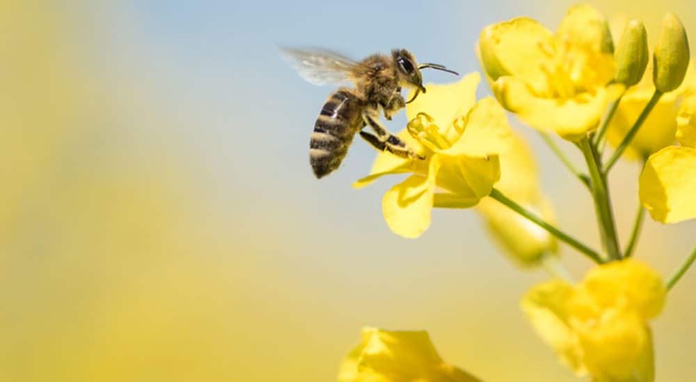 Bienenhaltung im Wohngebiet: Natur erhalten und Lebensqualität steigern!